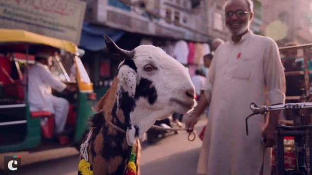 Still from the Catch News report Bakr-Eid Mubarak: Meet Your Meat